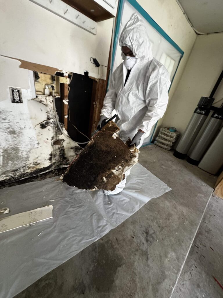 Got Mold in Texas? Here’s Everything You Need to Know